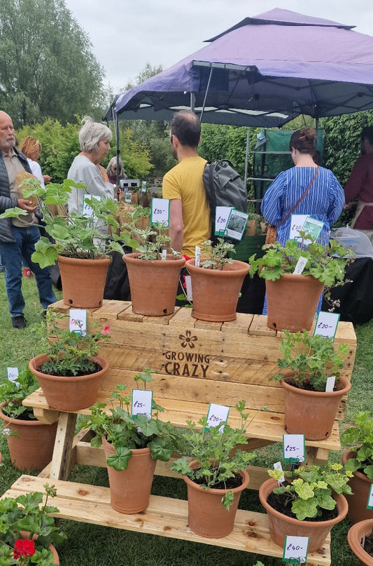 May in the Pelargonium Palace: Time to Feed, Pot On and Prepare for Summer!