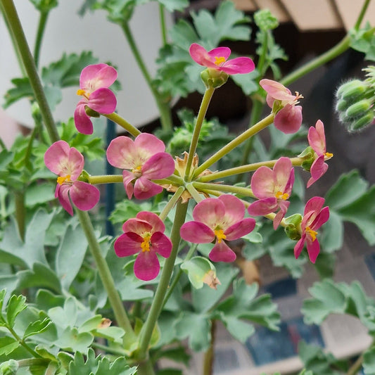 Using Pelargoniums (Geraniums) for Cut Flower - Foliage and Flowers