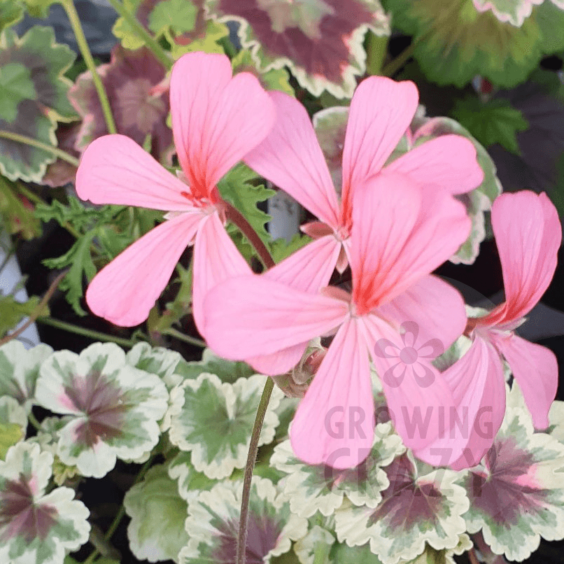 Princess Julia - Coloured Leaf Pelargonium Geranium  vibrant pink flower. interesting and diverse leaves  Victorian