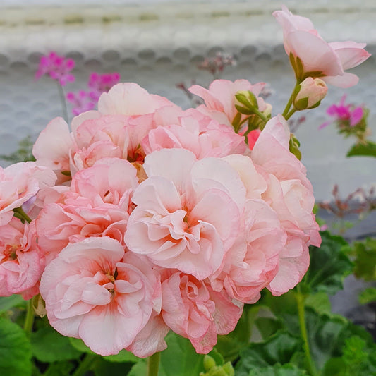 Highfields Attracta - Zonal Pelargonium / Geranium Garden Plant - 6cm pot