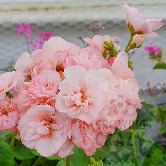 Highfield's Attracta - Zonal Pelargonium / Geranium