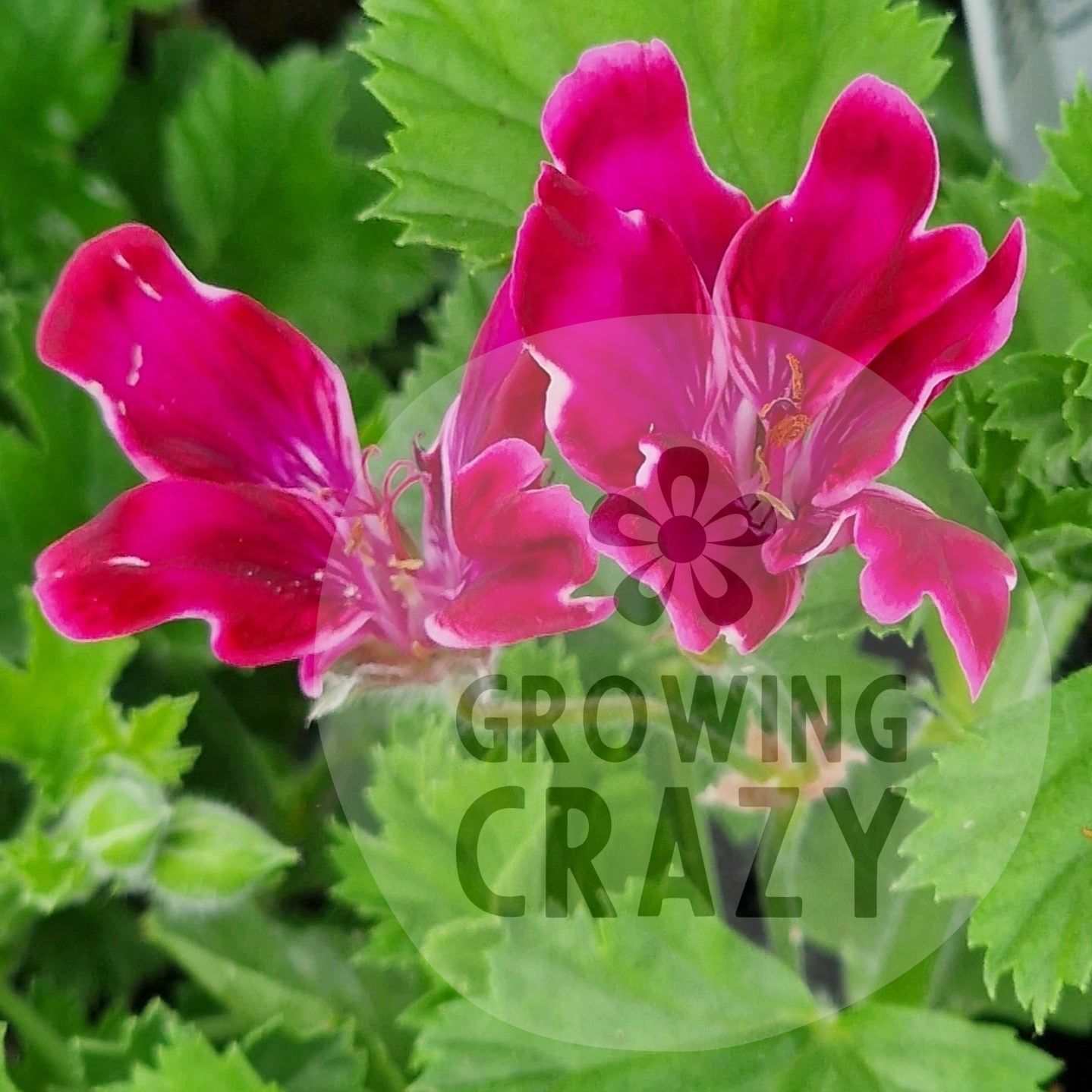 Lady Bute Regal Pelargonium Geranium Plant 6cm Bio Pot Growing