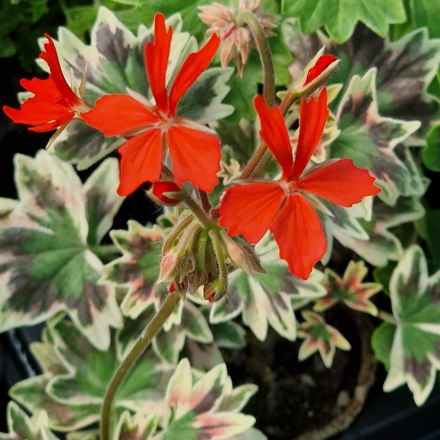 Bob Newing was raised by Andrew Simmons, 2005. This variety is actually a miniature Stellar Pelargonium but packs a massive punch of colour with its silver tri-coloured leaves that have a very pronounced pink/red zone on them and also pretty orange-red single flowers.