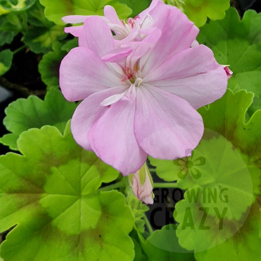 Richard Key - Coloured Leaf Pelargonium / Geraniumgolden leaves with dark bronze zoned  mauve pink flowers Victorian  intresting