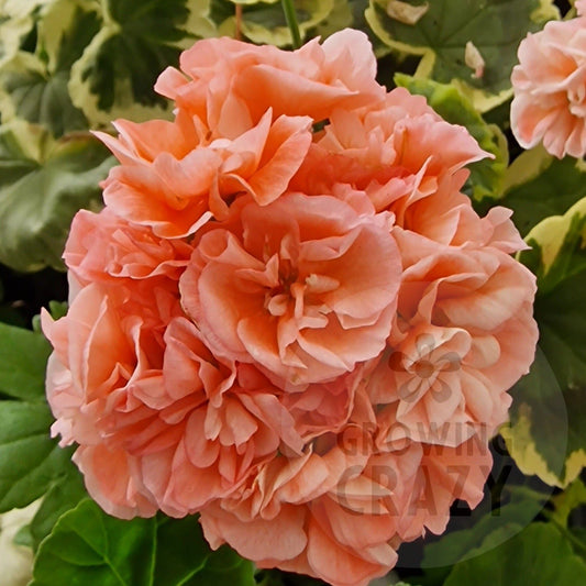 Maureen - Fancy Leaf Pelargonium / Geranium