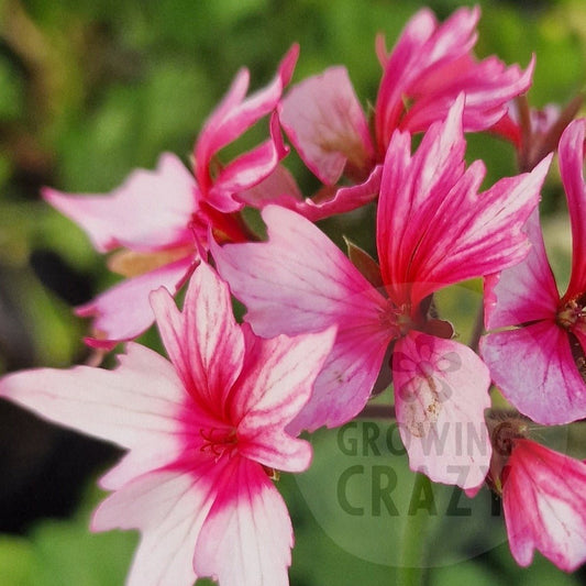 Rushmoor Rowan - Stellar Pelargonium (Geranium)
