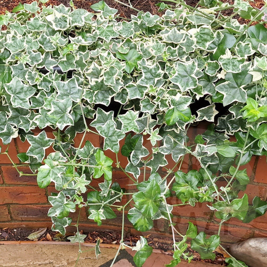 L'elegante - Ivy Leaved Pelargonium (Geranium)