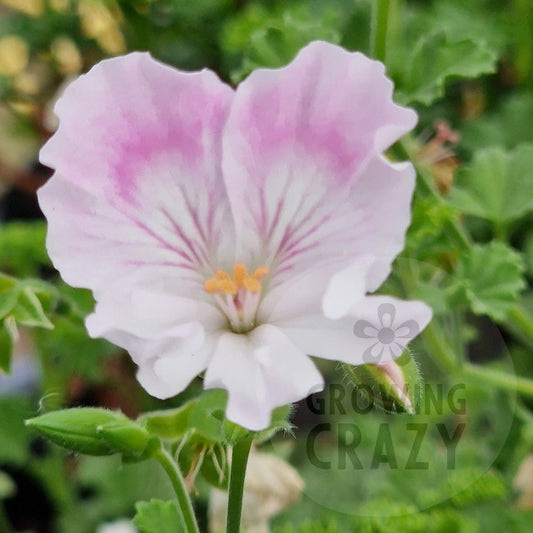 Quantock May- Angel Pelargonium (Geranium)