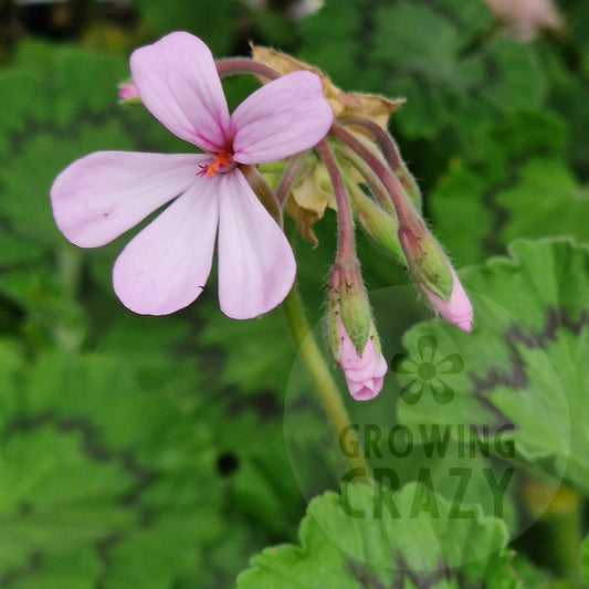 P. zonale - Species Pelargonium