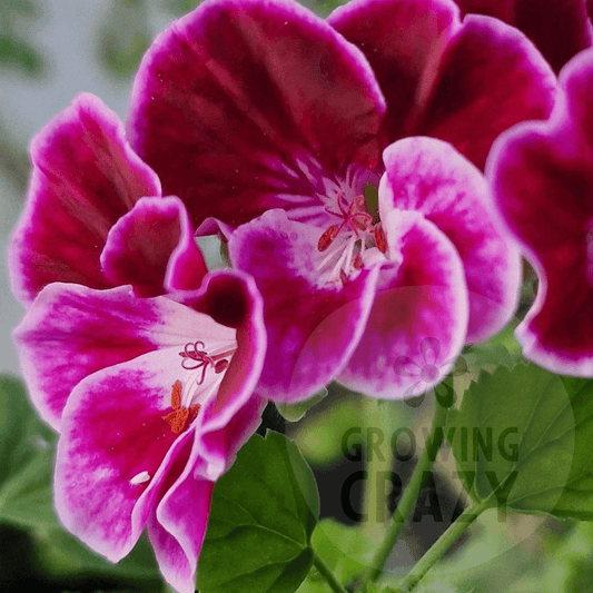 Henry Weller - Angel Pelargonium (Geranium)