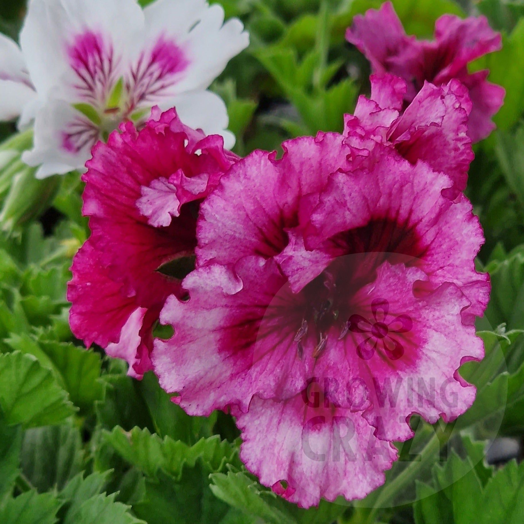 Bebe Wilson Pelargonium bright raspberry pink ruffled flowers that deepen to a dark red a the centre makes a great display