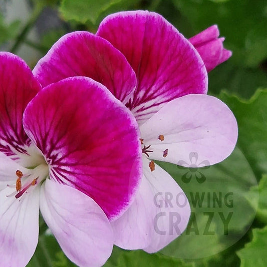Captain Starlight - Angel Pelargonium (Geranium)