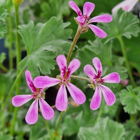 Deerwood Lavender Lad - Lavender Scented Leaf Pelargonium (Geranium) Plant - 6cm