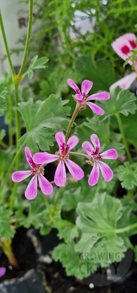 Deerwood Lavender Lad - Lavender Scented Leaf Pelargonium (Geranium)