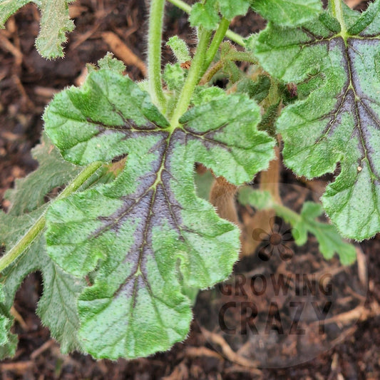 Village Hill Oak - Scented Leaf Pelargonium (Geranium)