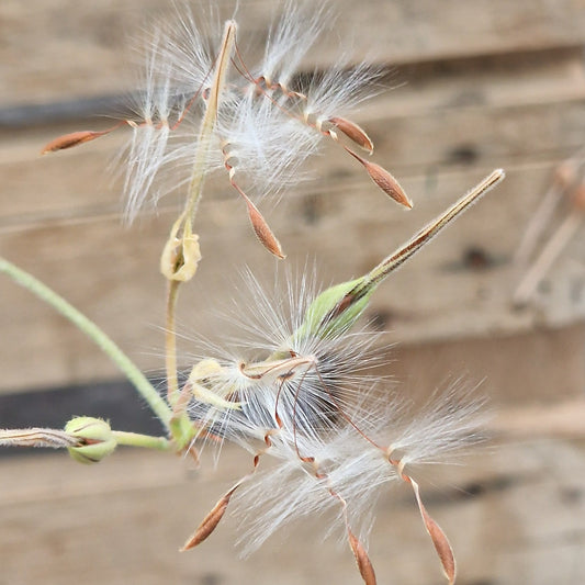 Species Pelargonium Seed Mix – Hand-Picked from the Pelargonium Palace