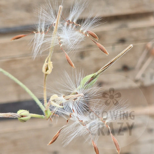 Angel Pelargonium Seed Mix – Hand-Picked from the Pelargonium Palace