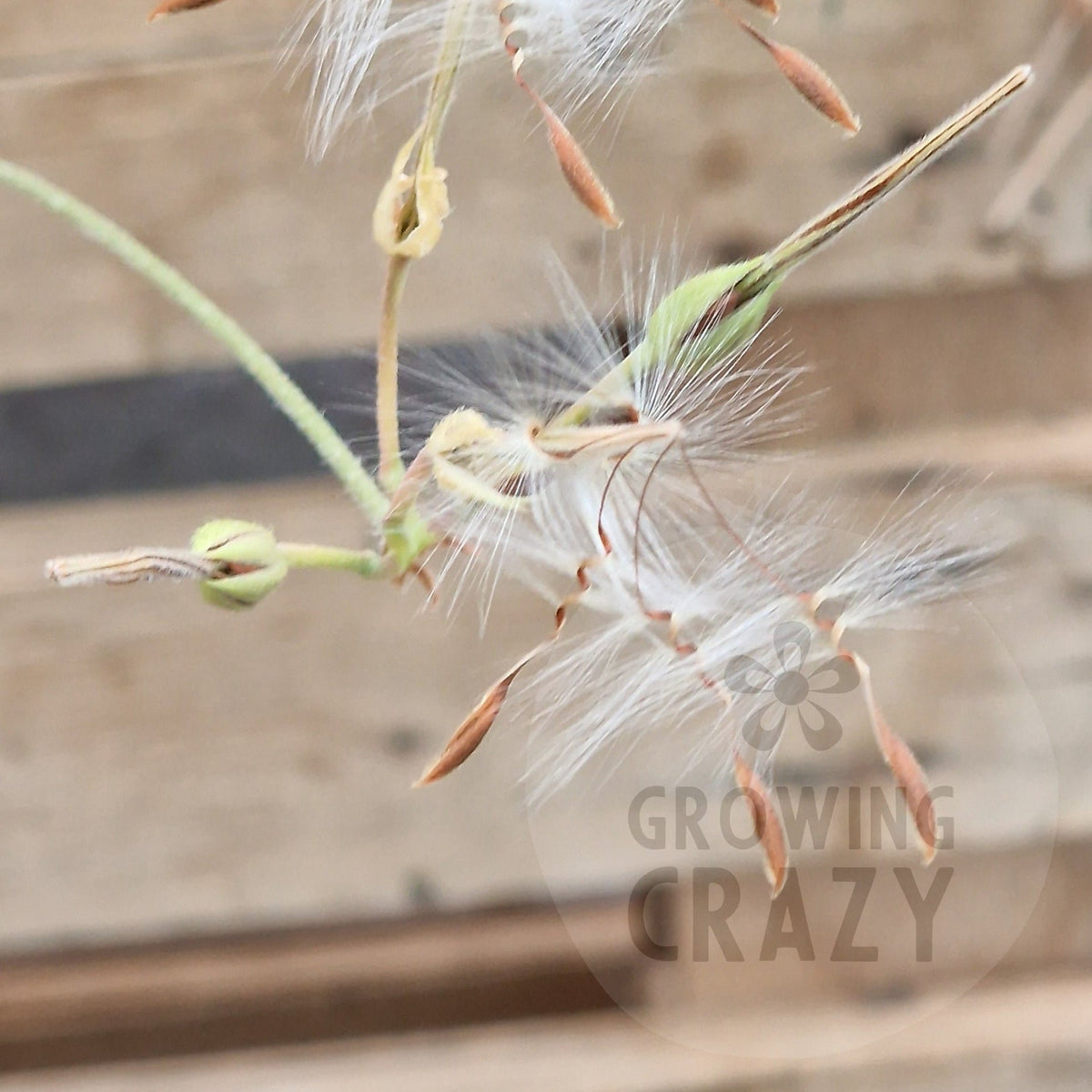 Species Pelargonium Seed Mix – Hand-Picked from the Pelargonium Palace