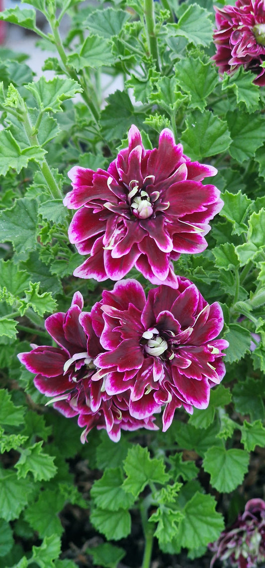 Quantock Double Dymond - Angel Pelargonium (Geranium) Plant - 6cm bio pot