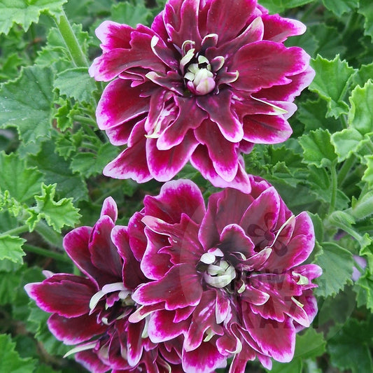 Quantock Double Dymond - Angel Pelargonium (Geranium)