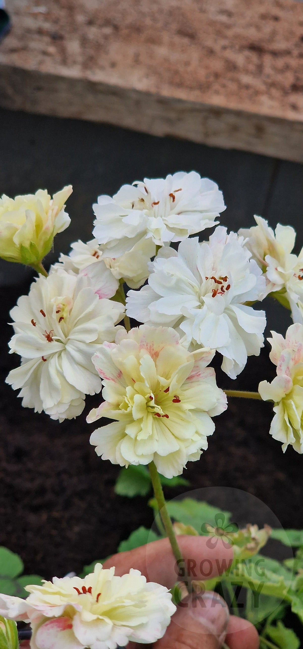 Rushmoor Zambezi - Zonartic Pelargonium (Geranium)