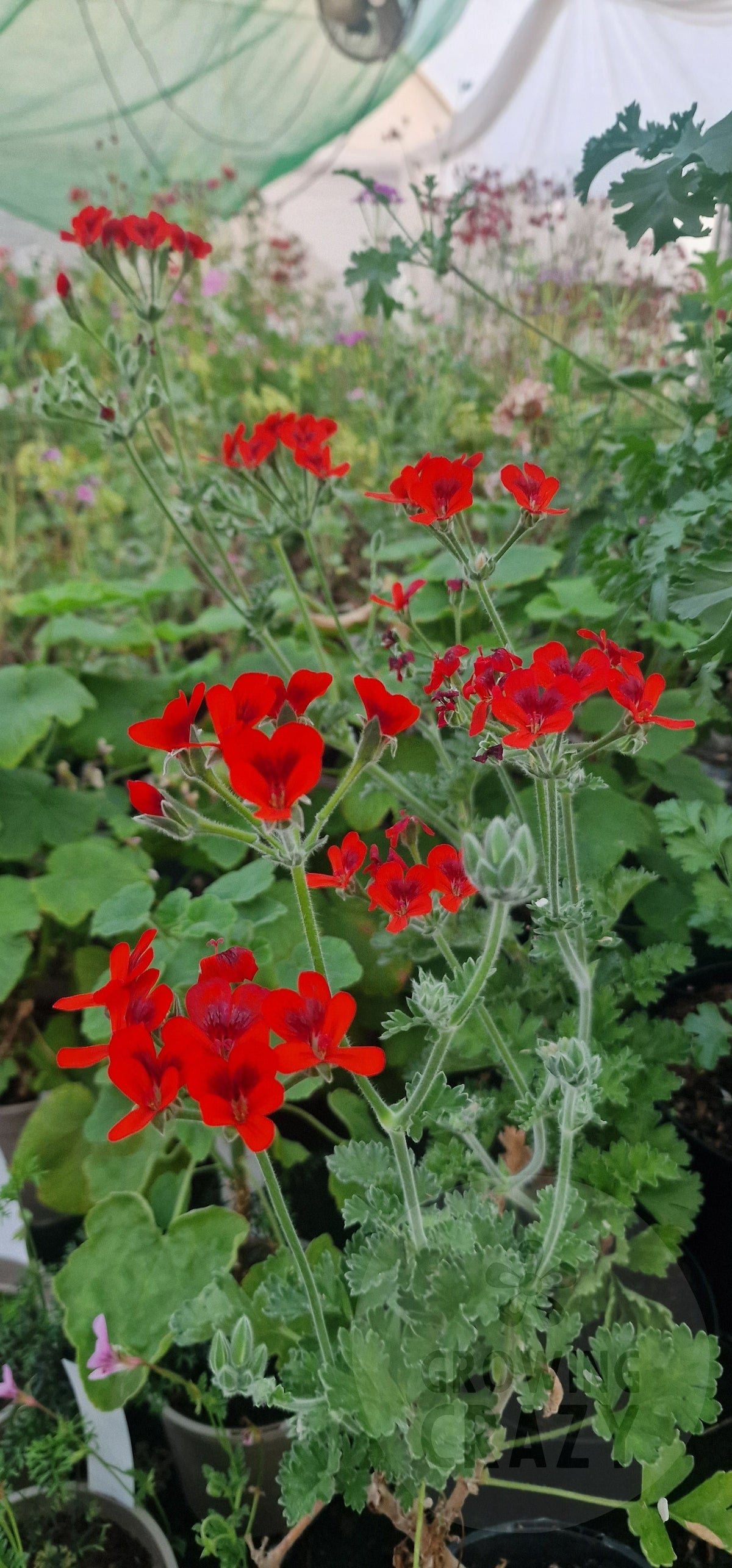 P. Ignescens - Species Hybrid Pelargonium