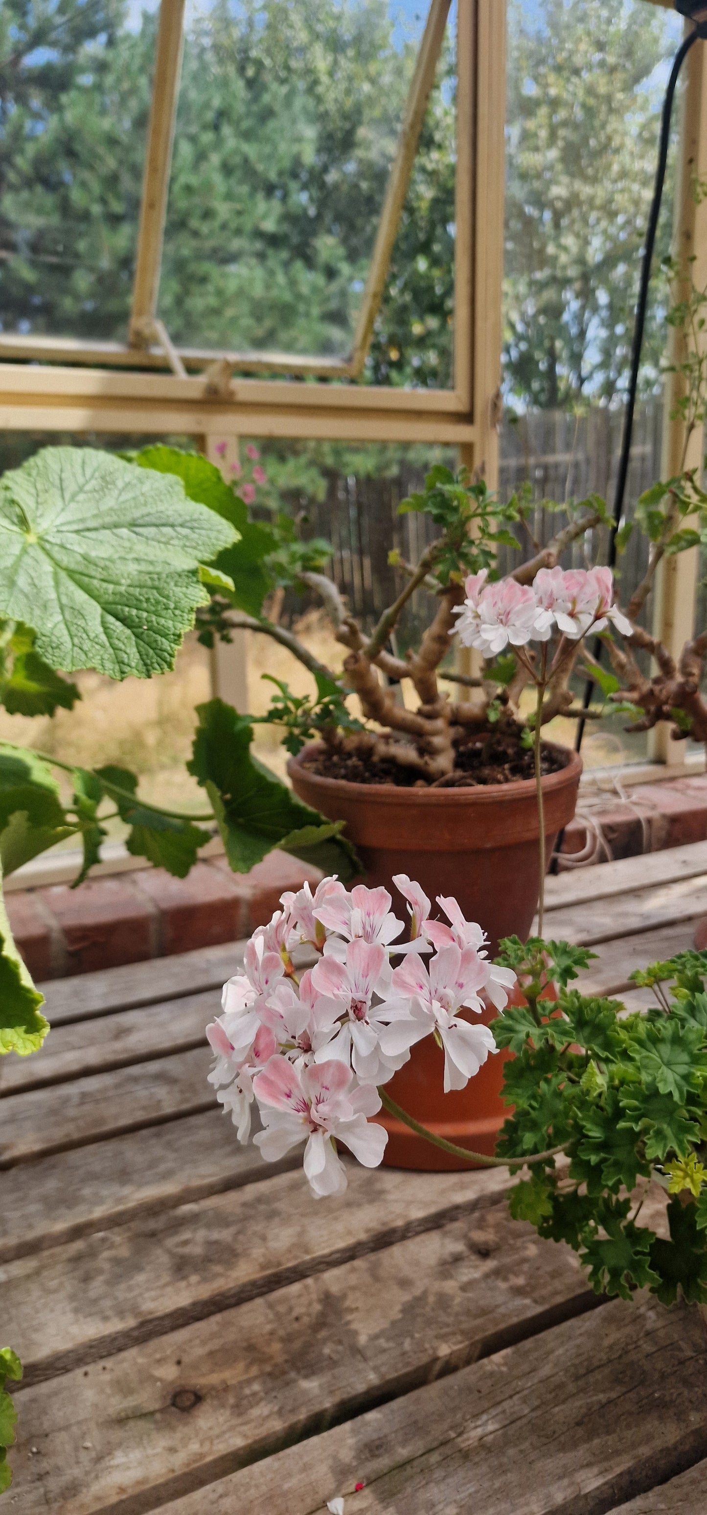 Rushmoor Mekong - Zonartic Pelargonium (Geranium) Plant - 6cm bio pot