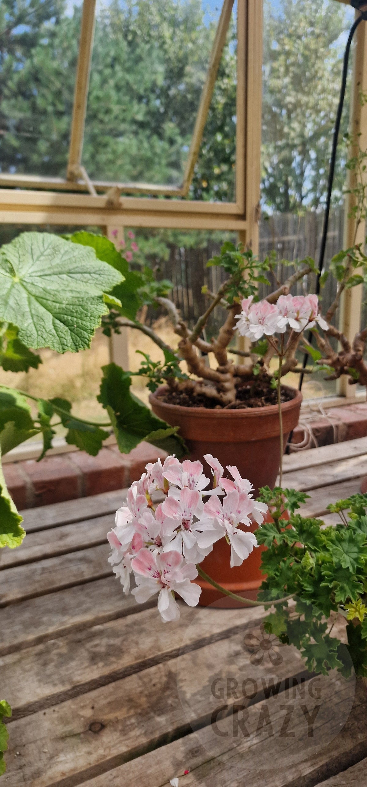 Rushmoor Mekong - Zonartic Pelargonium (Geranium)