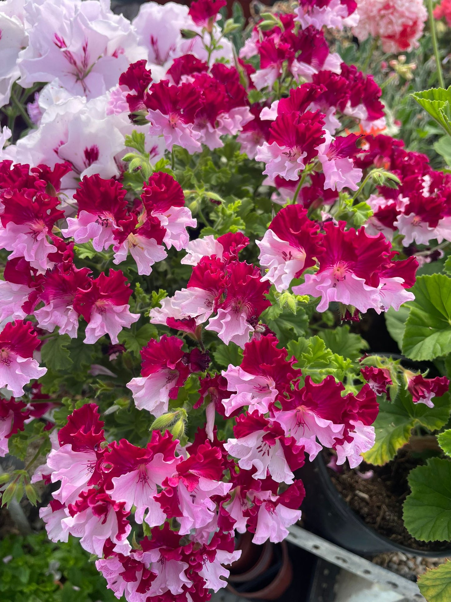 Quantock Perfection - Angel Pelargonium (Geranium) Plant - 6cm bio pot