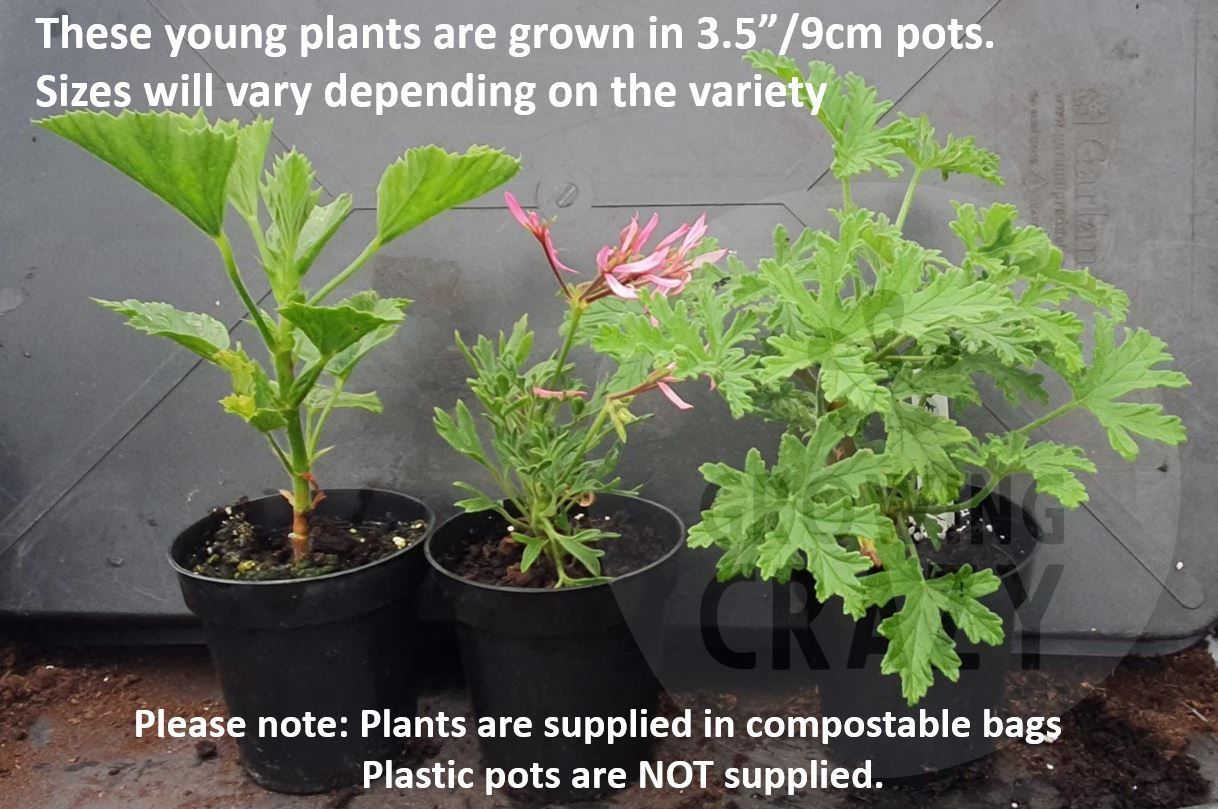 P. iondiflorum - Species Pelargonium / Geranium - Single Plant 6cm