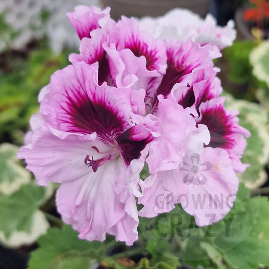 Alta Belle - Regal Pelargonium (Geranium)