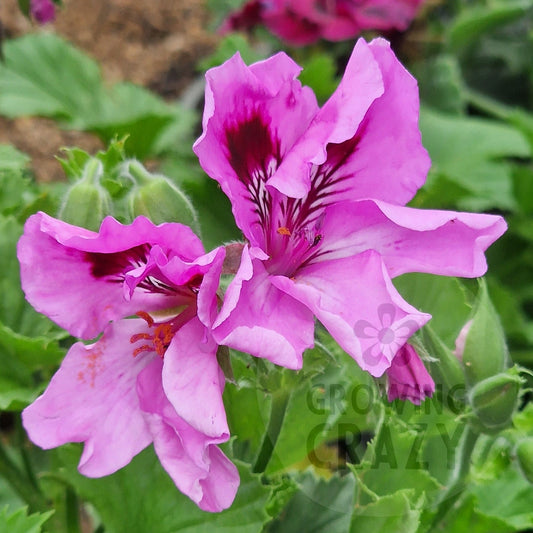 Amythist - Regal Pelargonium (Geranium)