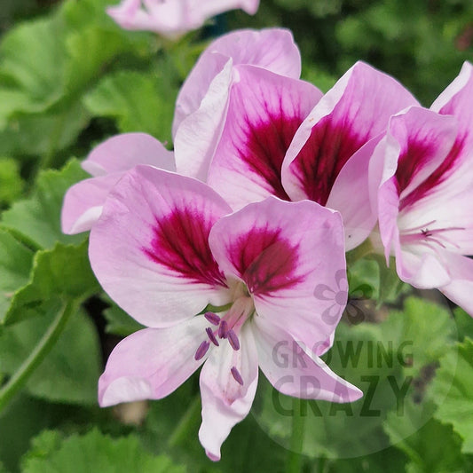 April Shower - Angel Pelargonium (Geranium)