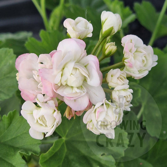 April Snow Rosebud Pelargonium