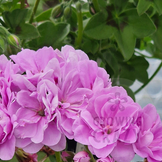 Ako's Farmor- Ivy Leaved Pelargonium (Geranium)