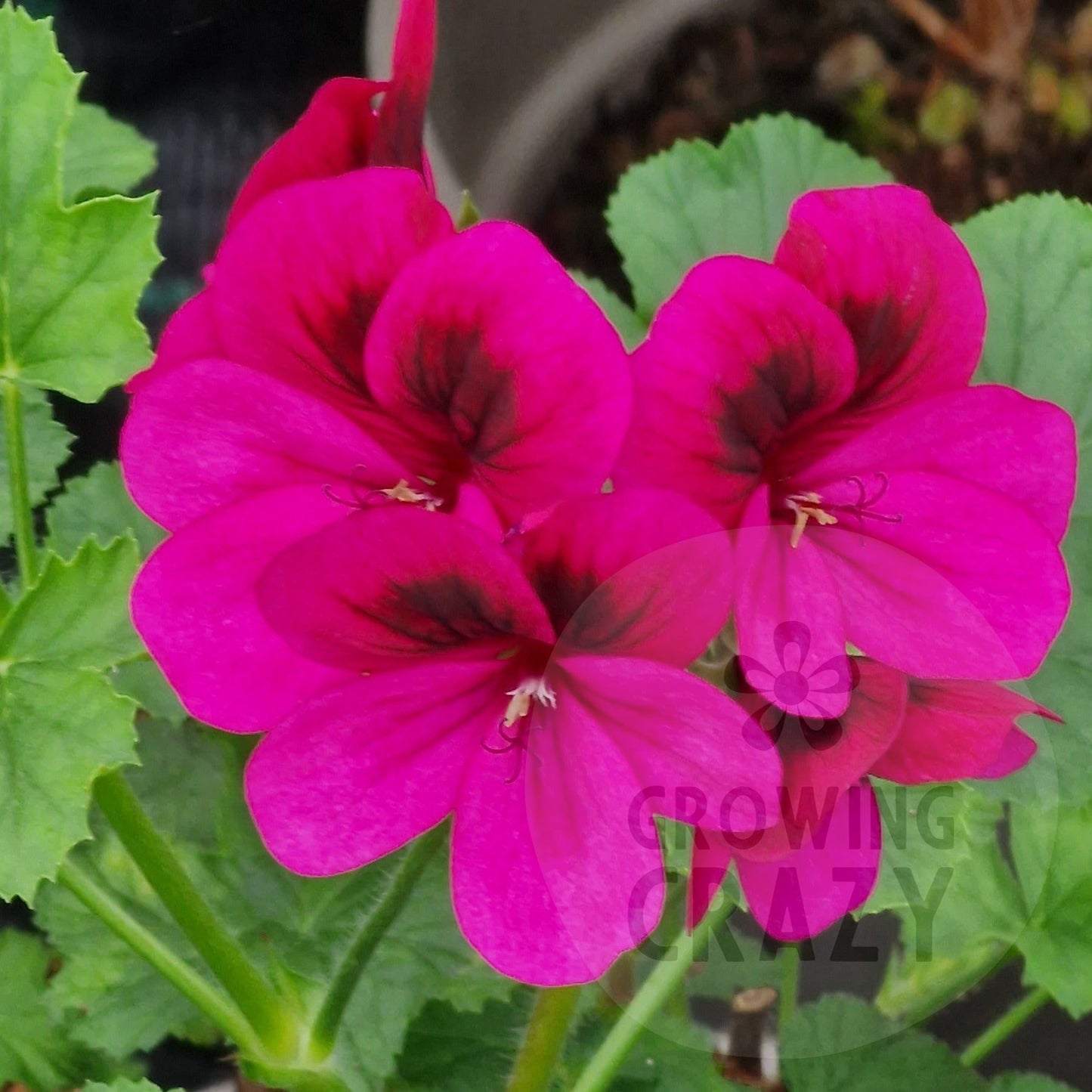 Ashby Scented leaf Geranium Pelargonium