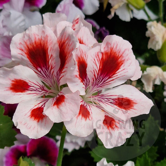 Aztec - Regal Pelargonium (Geranium)