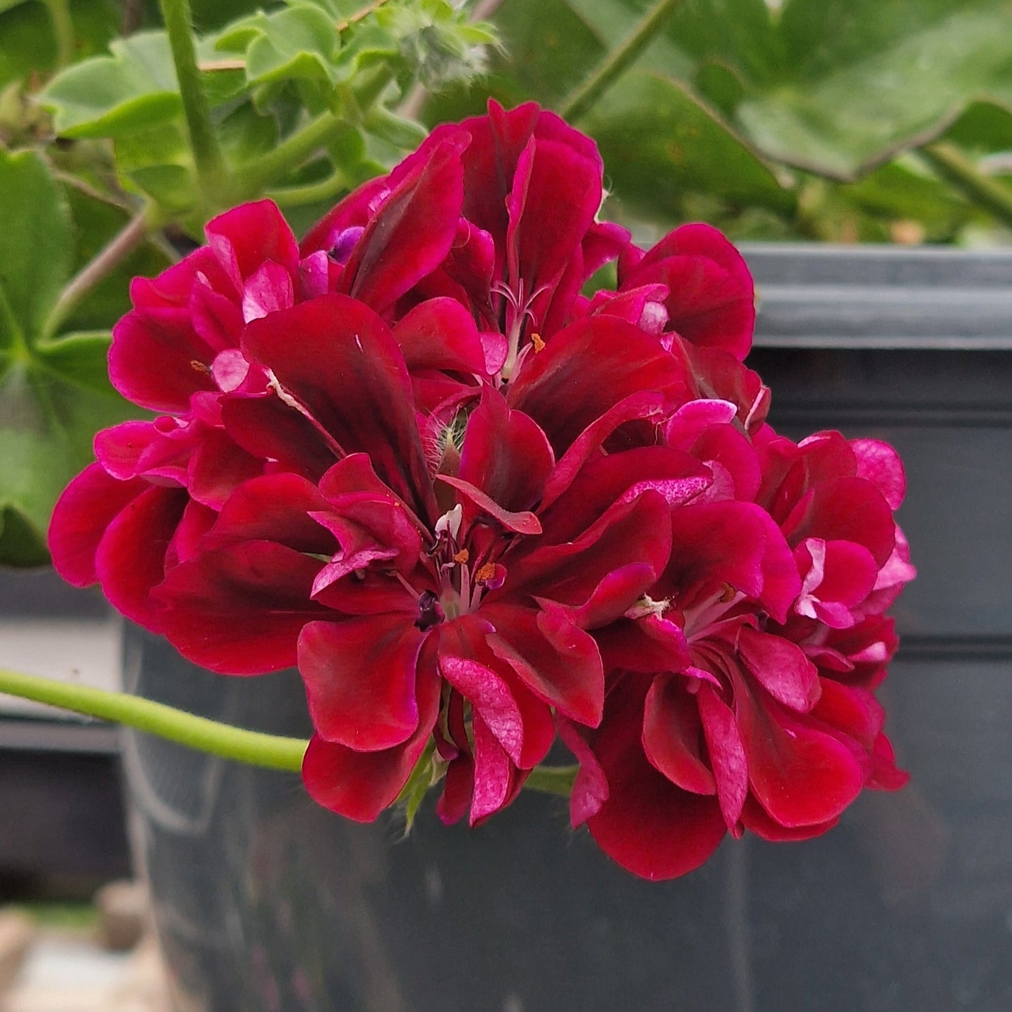 Barbe Bleu - Ivy Leaved (trailing) Pelargonium / Geranium Plant - 6cm bio pot