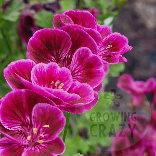 Berkswell Bolero - Angel Pelargonium (Geranium)