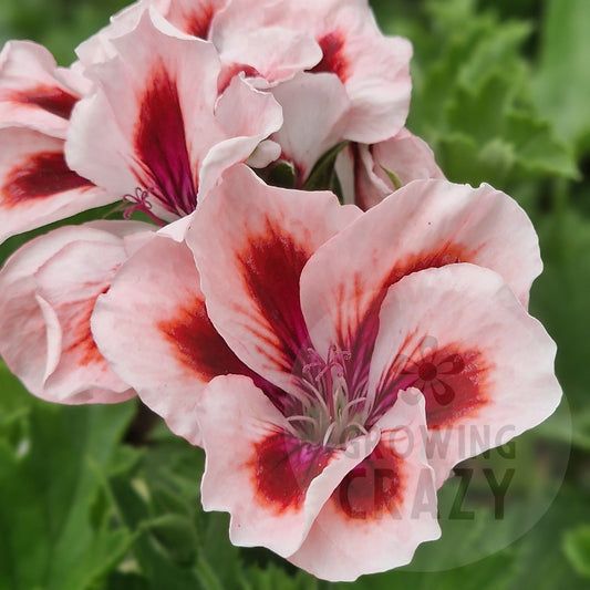 Beryl Reid - Regal Pelargonium (Geranium)