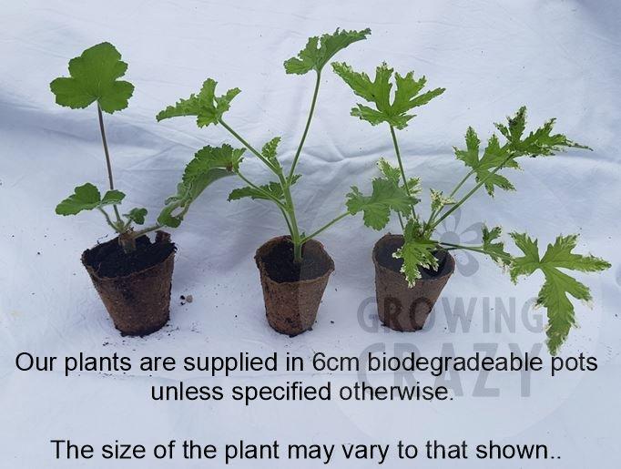 6cm biodegradable bio pot size guide