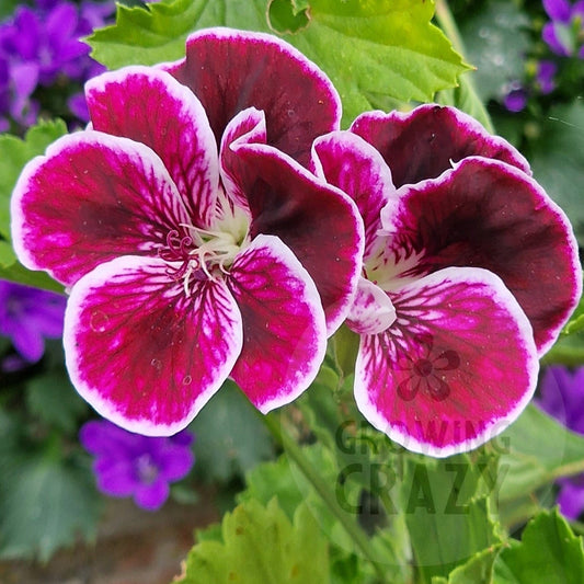 Black Prince - Regal Pelargonium / Geranium
