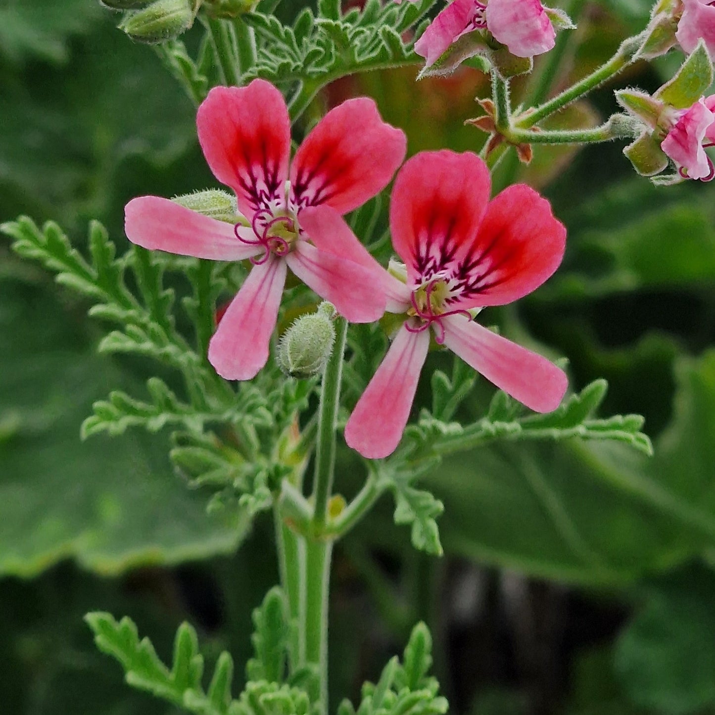 Blandfordianum Roseum - Species Hybrid Pelargonium / Geranium Plant - 6cm Bio Pot
