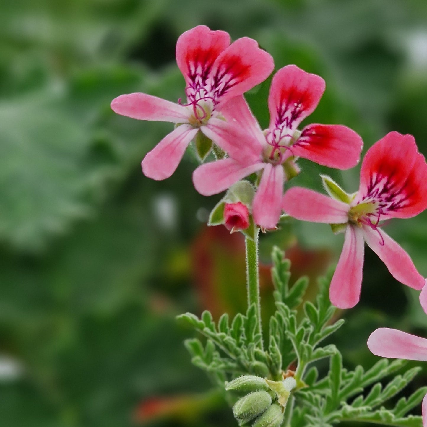Blandfordianum Roseum - Species Hybrid Pelargonium / Geranium Plant - 6cm Bio Pot