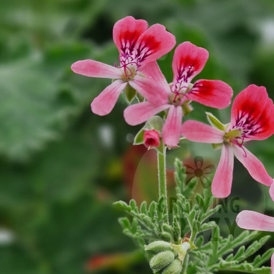 P. blandfordianium Roseum - Species Hybrid Pelargonium