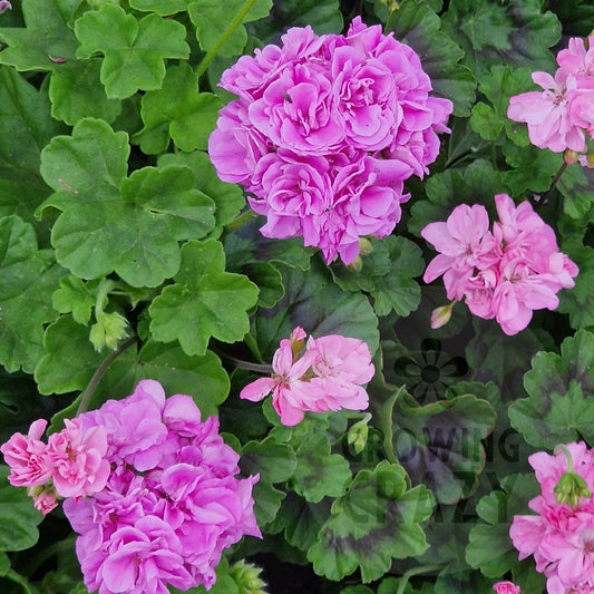 Blue Springs - Ivy Leaved Pelargonium (Geranium)