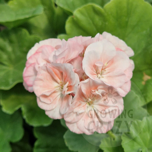 Bold Bridesmaid - Zonal Pelargonium / Geranium