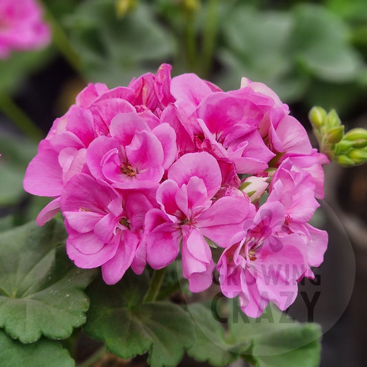 Bold Carousel - Zonal Pelargonium / Geranium
