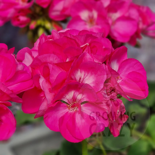 Bold Joy - Zonal Pelargonium / Geranium