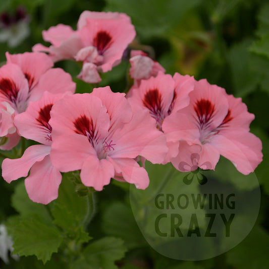 Brenda - Decorative Pelargonium (Geranium)